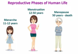 Cycle of Menstruation